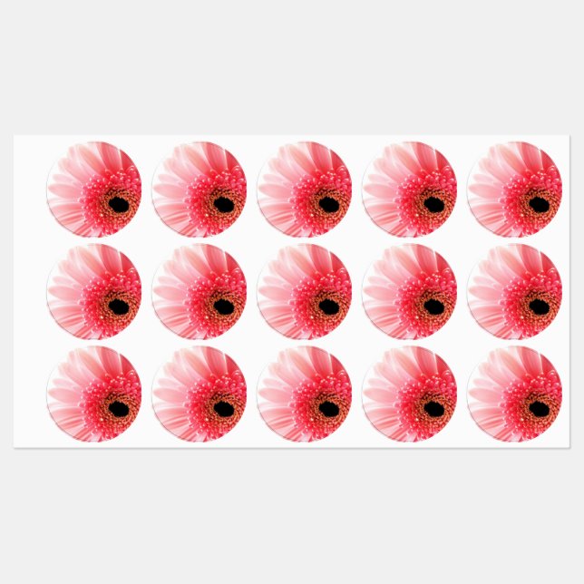 Pink Gerbera Daisy (Sheet)