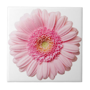 Pink Gerbera Daisy Ceramic Tile