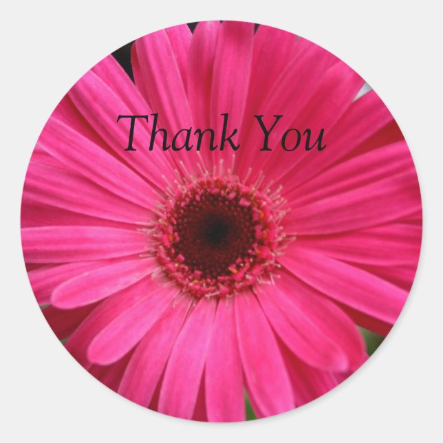 Pink Gerbera Daisy Classic Round Sticker (Front)