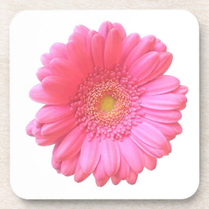 Pink gerbera daisy coaster