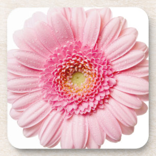 Pink Gerbera Daisy Coaster