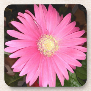 Pink Gerbera Daisy Flower Coaster