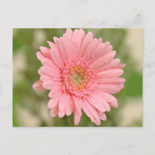 Pink Gerbera Daisy Flower  Greeting Postcard