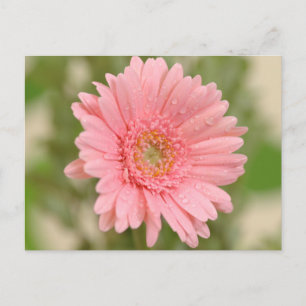 Pink Gerbera Daisy Flower - Hello, Love, Thank You Postcard