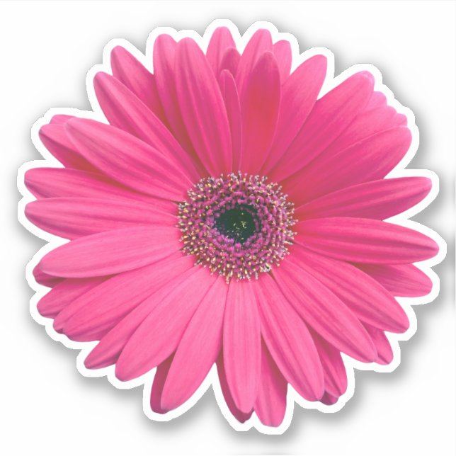 Pink Gerbera Daisy Flower Kiss-cut Sticker (Front)