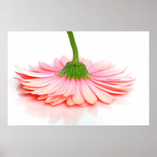 Pink Gerbera Daisy Flower Photograph Poster