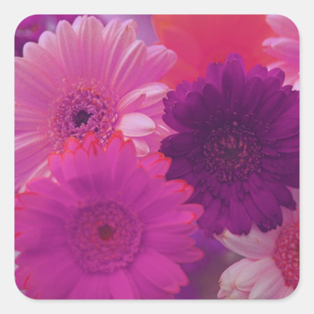 Pink Gerbera Daisy Flowers Art Sticker Decals (Front)