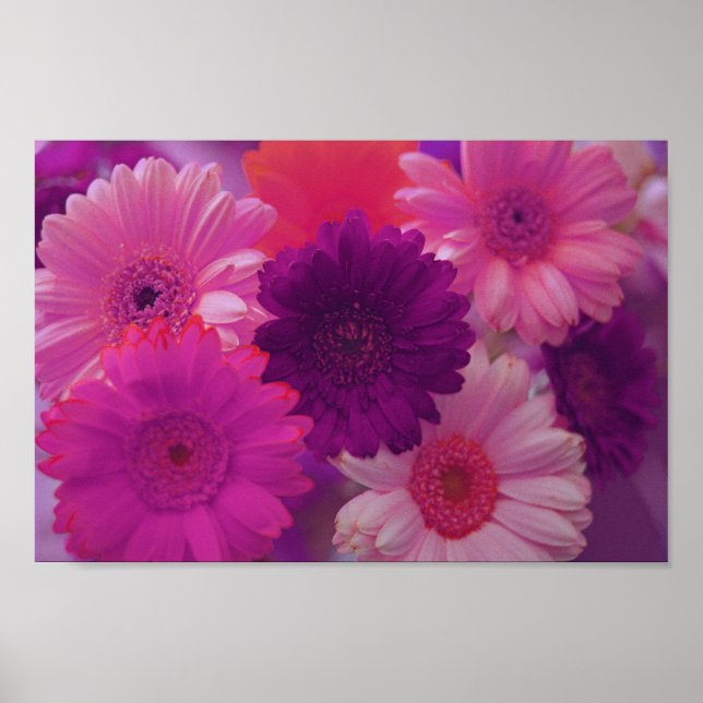 Pink Gerbera Daisy Flowers Wall Art Print Poster (Front)