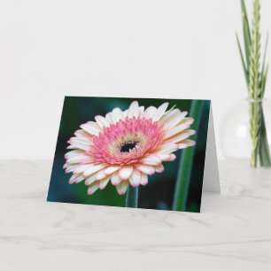 Pink Gerbera Daisy Greeting Card