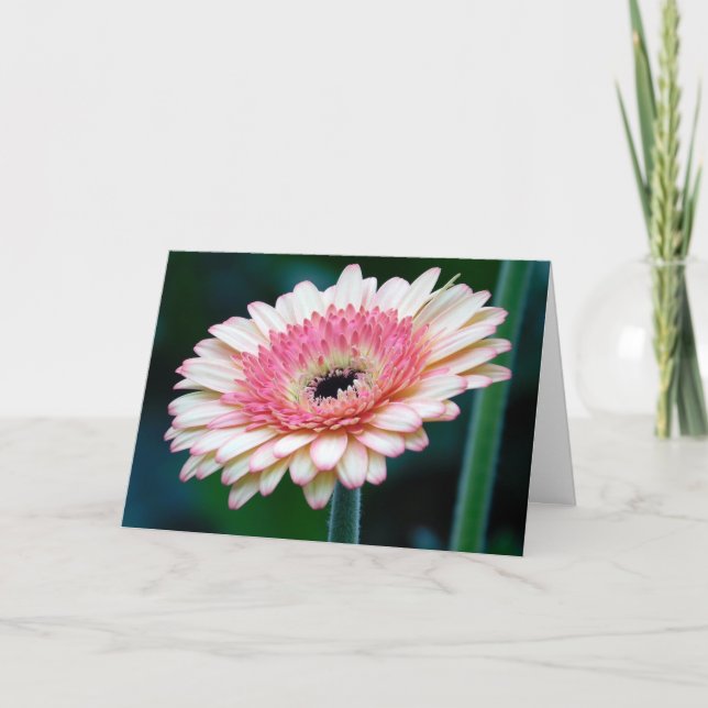 Pink Gerbera Daisy Greeting Card (Front)