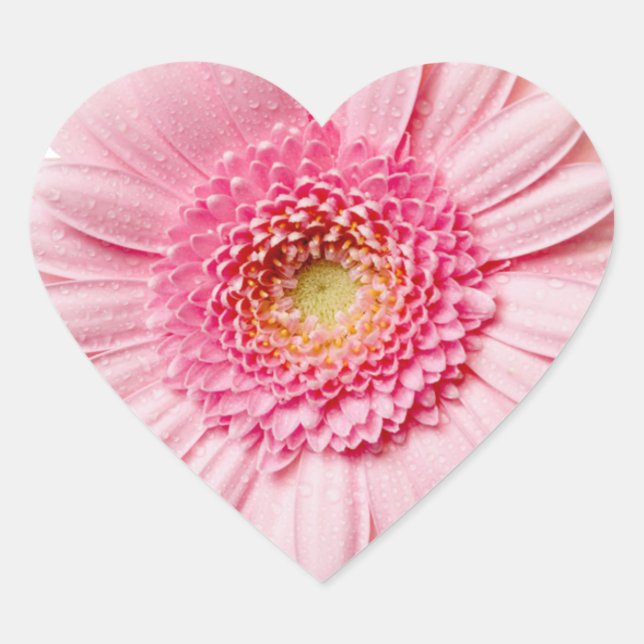Pink Gerbera Daisy Heart Sticker (Front)