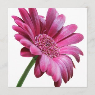 Pink Gerbera Daisy Invitation