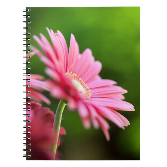 Pink Gerbera Daisy Notebook (Front)