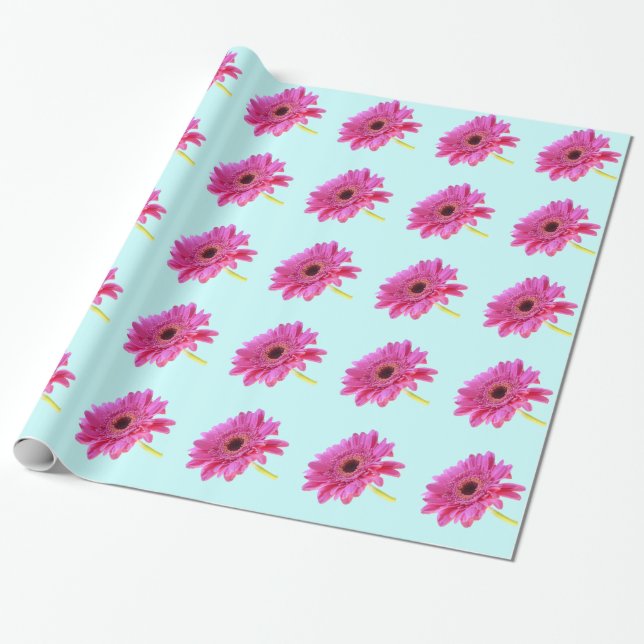 Pink Gerbera Daisy on Blue Background Wrapping Paper (Unrolled)