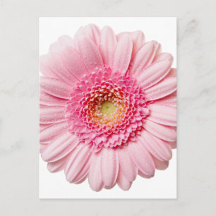 Pink Gerbera Daisy Postcard