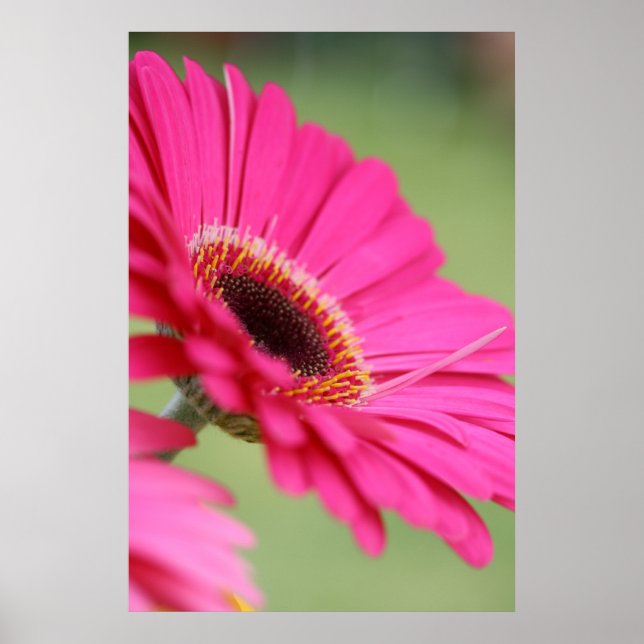 Pink Gerbera Daisy Poster Print (Front)