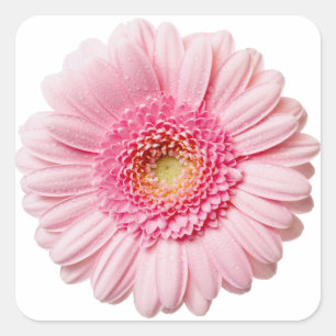 Pink Gerbera Daisy Square Sticker