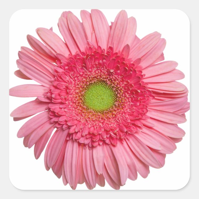 Pink Gerbera Daisy Square Sticker (Front)