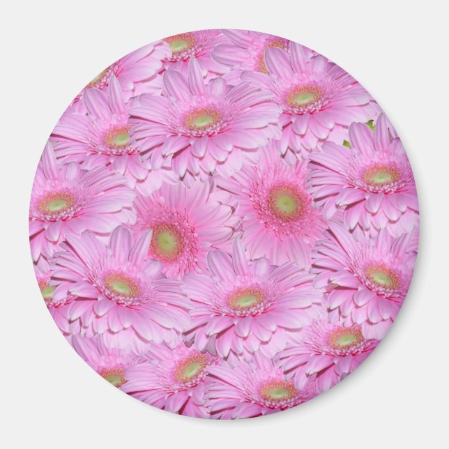 Pink Gerbera Flower Clusters,  Magnet (Front)