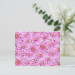 Pink Gerbera Flower Clusters,  Postcard