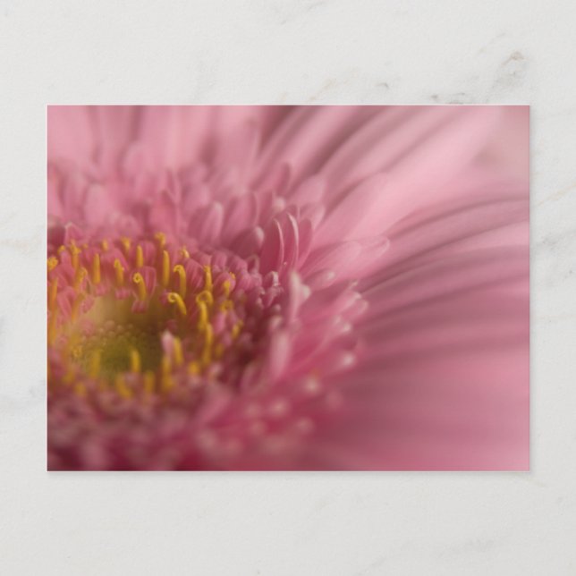 Pink Gerbera • Postcard (Front)