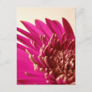Pink Gerbera Postcard