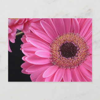 Pink Gerbera Postcard