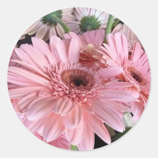 pink gerberas classic round sticker (Front)