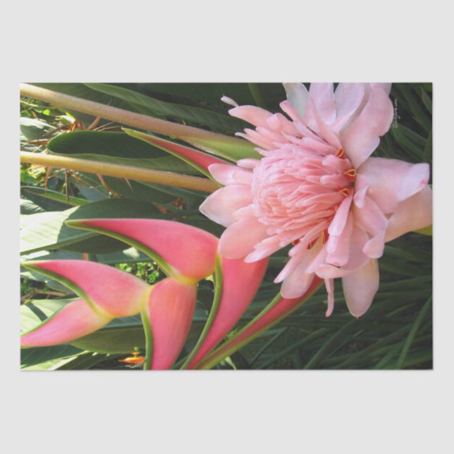Pink Ginger Heliconia Tissue Paper (Front)