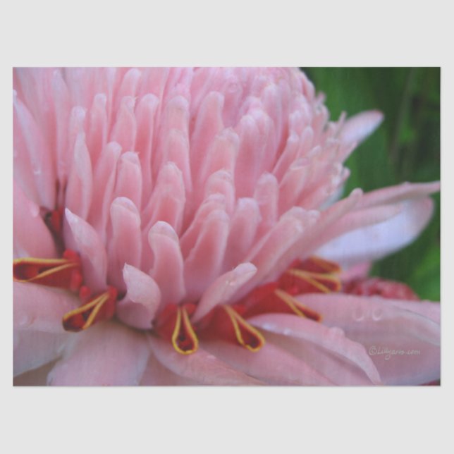 Pink Ginger Tissue Paper (Front)