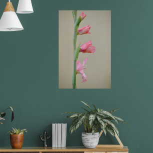 Pink Gladiolus Glad Flower Profile Art Poster