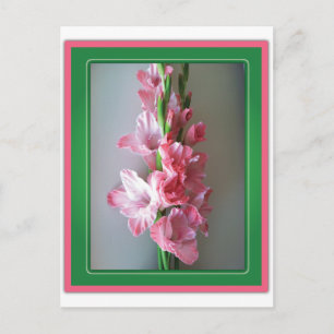 Pink Gladiolus Postcard