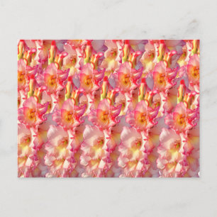 Pink Gladiolus Postcard