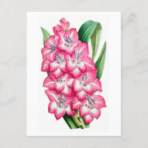 Pink Gladiolus Vintage Botanical Postcard