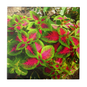 Pink Green Coleus Flower Tropical Tile