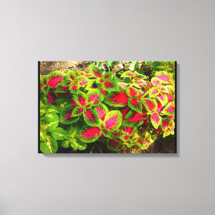 Pink Green Coleus Tropical Canvas Print