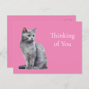Pink Grey Cat Thinking of you Postcard
