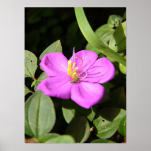 Pink Hawaiian Plumeria  Poster