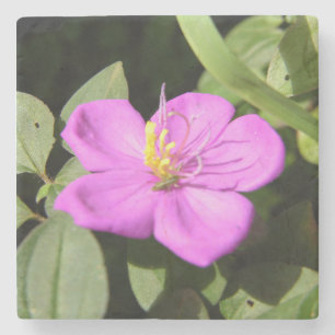 Pink Hawaiian Plumeria  Poster Faux Canvas Print A Stone Coaster