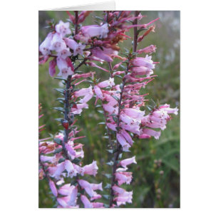 Pink heath wildflowers