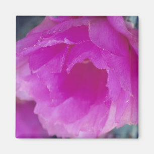 Pink Hedgehog Cactus blossom (Echinocereus Magnet