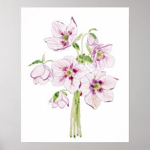 pink hellebores flower watercolor  poster
