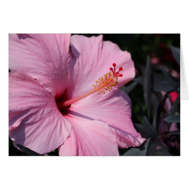 Pink Hibiscus (Front Horizontal)