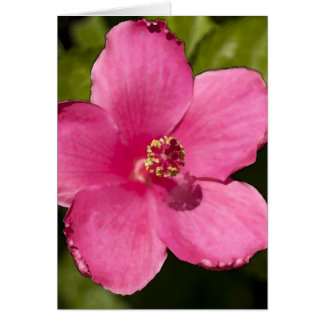 Pink Hibiscus