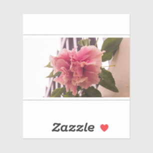 Pink Hibiscus 02