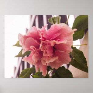 Pink Hibiscus 02 Poster