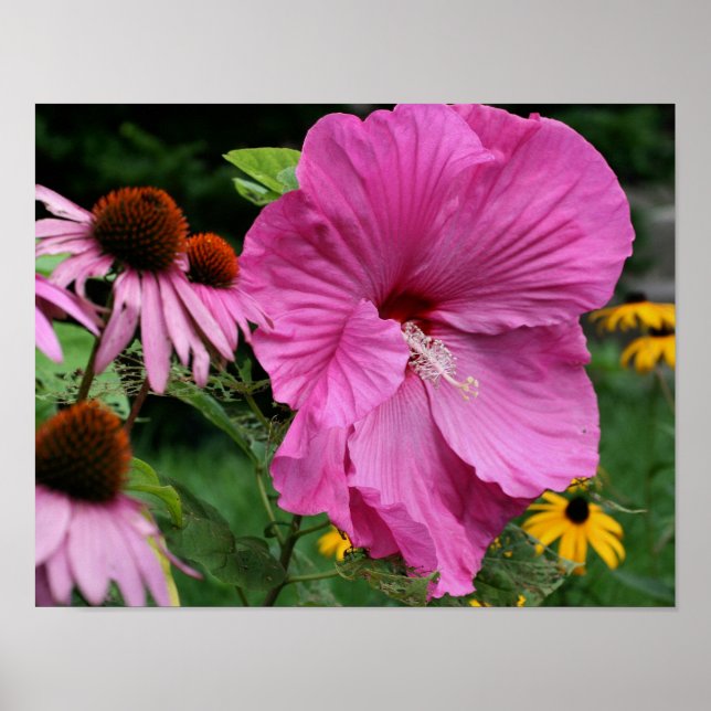 Pink Hibiscus And Flower Garden Friends  Poster (Front)