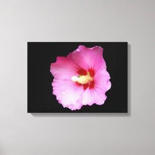 Pink Hibiscus Canvas Print