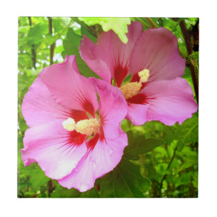 Pink Hibiscus Ceramic Tile