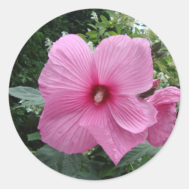 Pink Hibiscus Classic Round Sticker (Front)